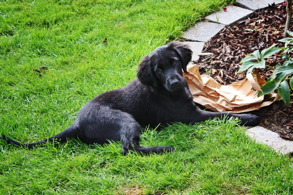 Blanding af racer Sia - 11 uger billede 22