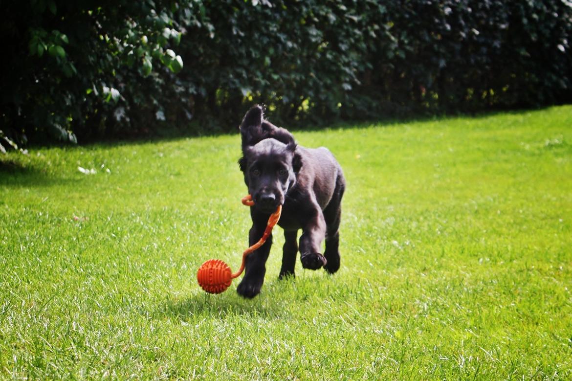 Blanding af racer Sia - 11 uger billede 23