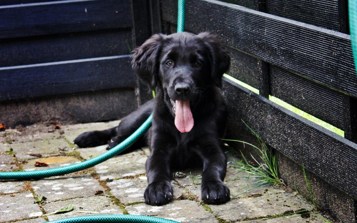 Blanding af racer Sia - 11 uger billede 24