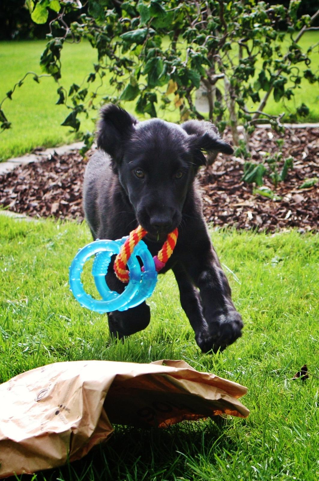 Blanding af racer Sia - 11 uger billede 25