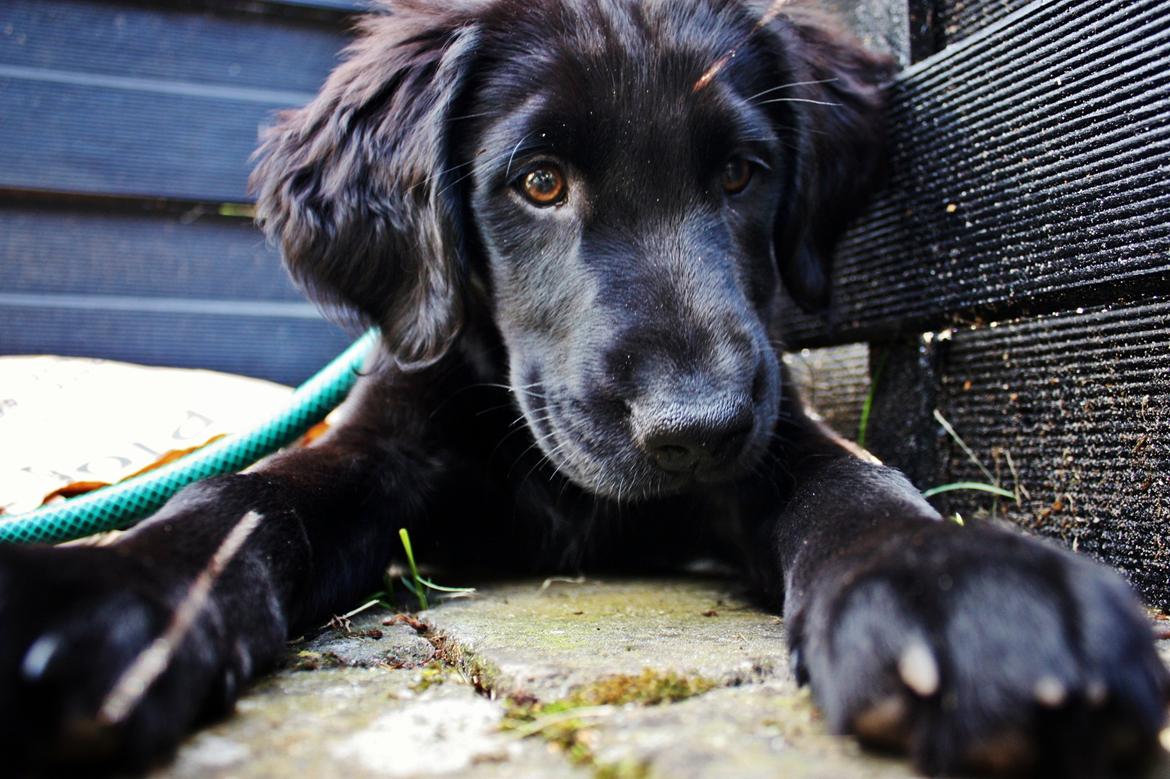 Blanding af racer Sia - 11 uger billede 9