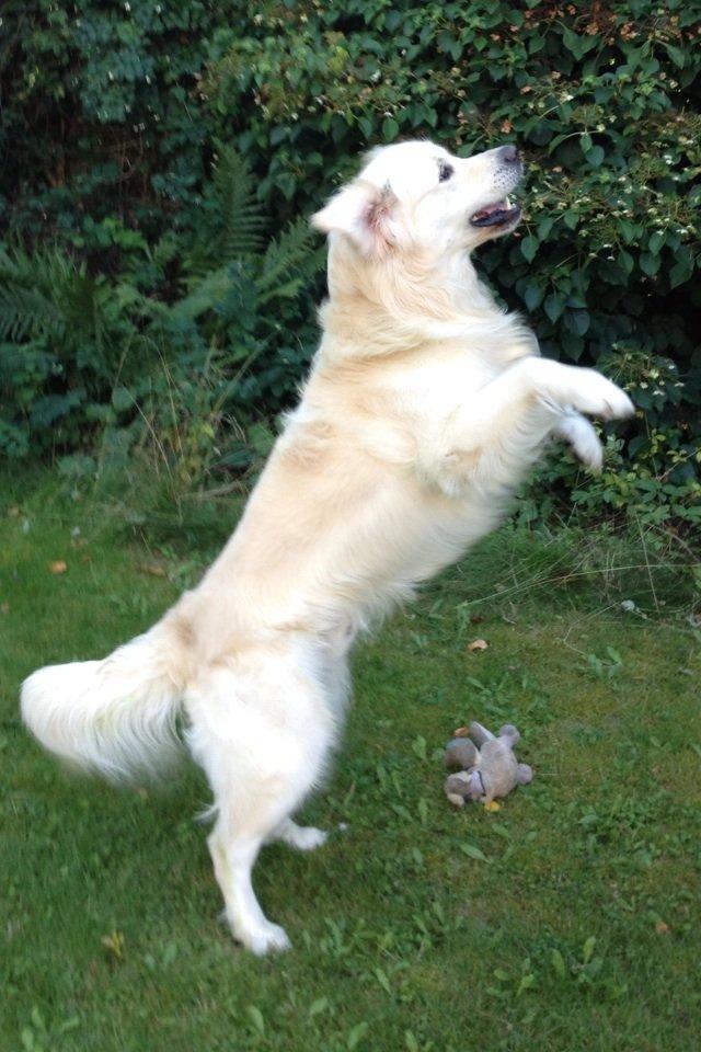 Golden retriever Margaux billede 31