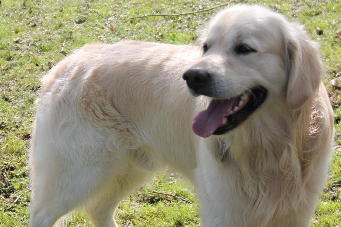 Golden retriever Margaux billede 20