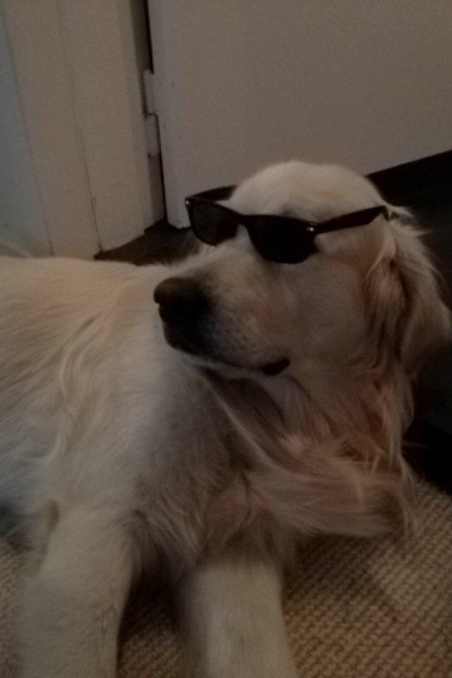Golden retriever Margaux billede 32