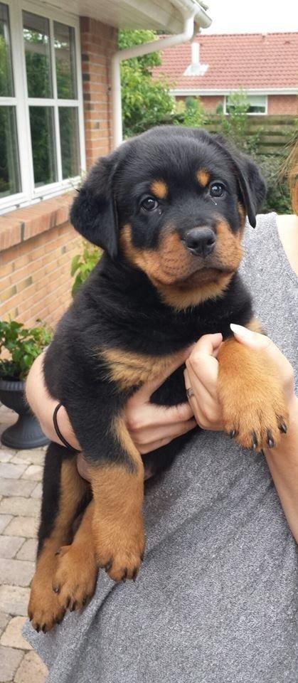 Rottweiler Hartmann's Kenzo - Kenzo - Kærlighed ved første blik billede 1