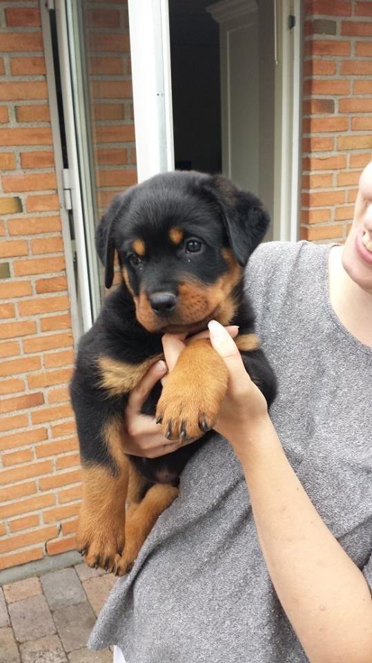 Rottweiler Hartmann's Kenzo - Kenzo - Kærlighed ved første blik billede 2