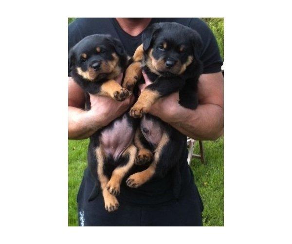 Rottweiler Hartmann's Kenzo - Baby vuffer billede 3