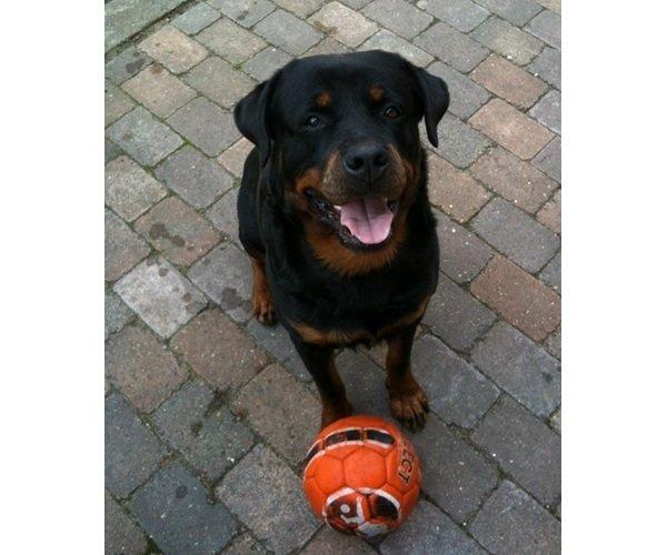 Rottweiler Hartmann's Kenzo - Far billede 4