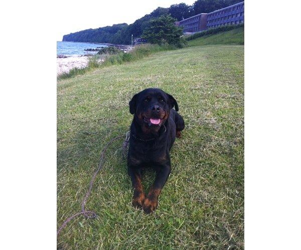 Rottweiler Hartmann's Kenzo - Mor billede 5