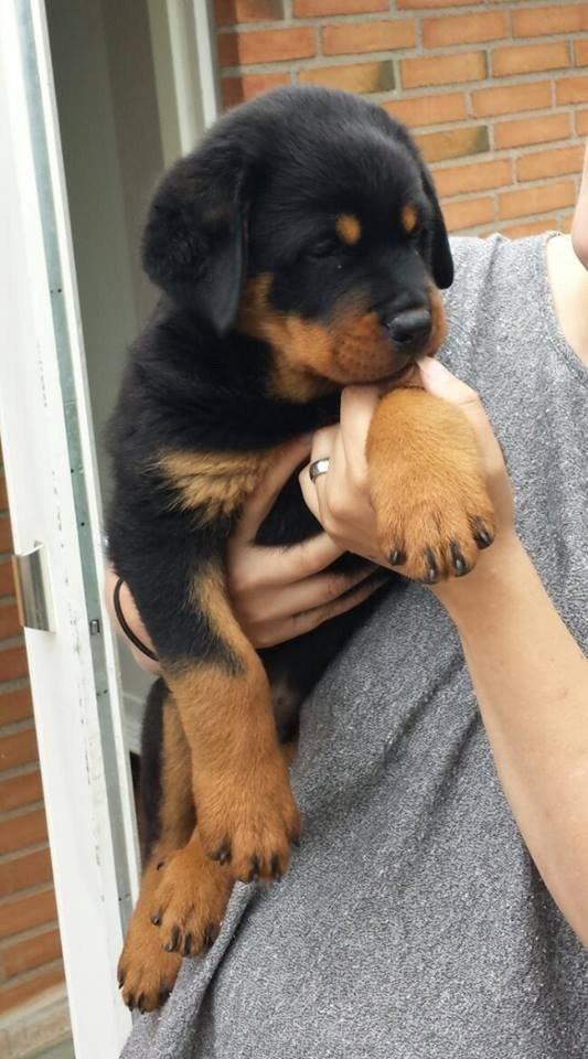 Rottweiler Hartmann's Kenzo - Kenzo - Kærlighed ved første blik billede 6