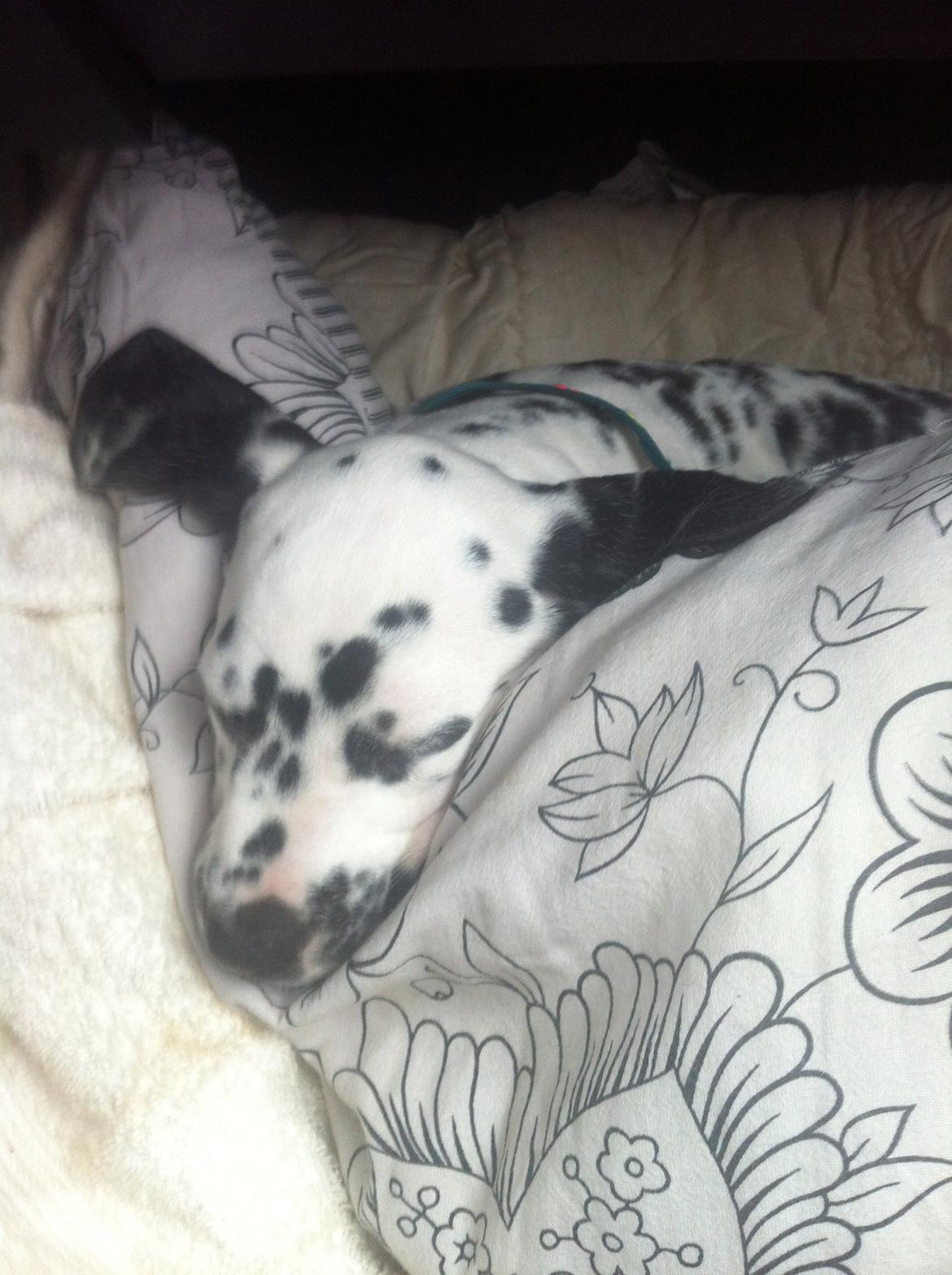 Dalmatiner Smilladalma's Nellike billede 2