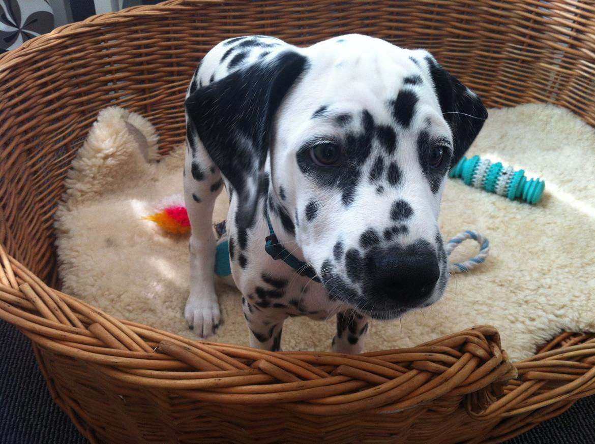 Dalmatiner Smilladalma's Nellike billede 3