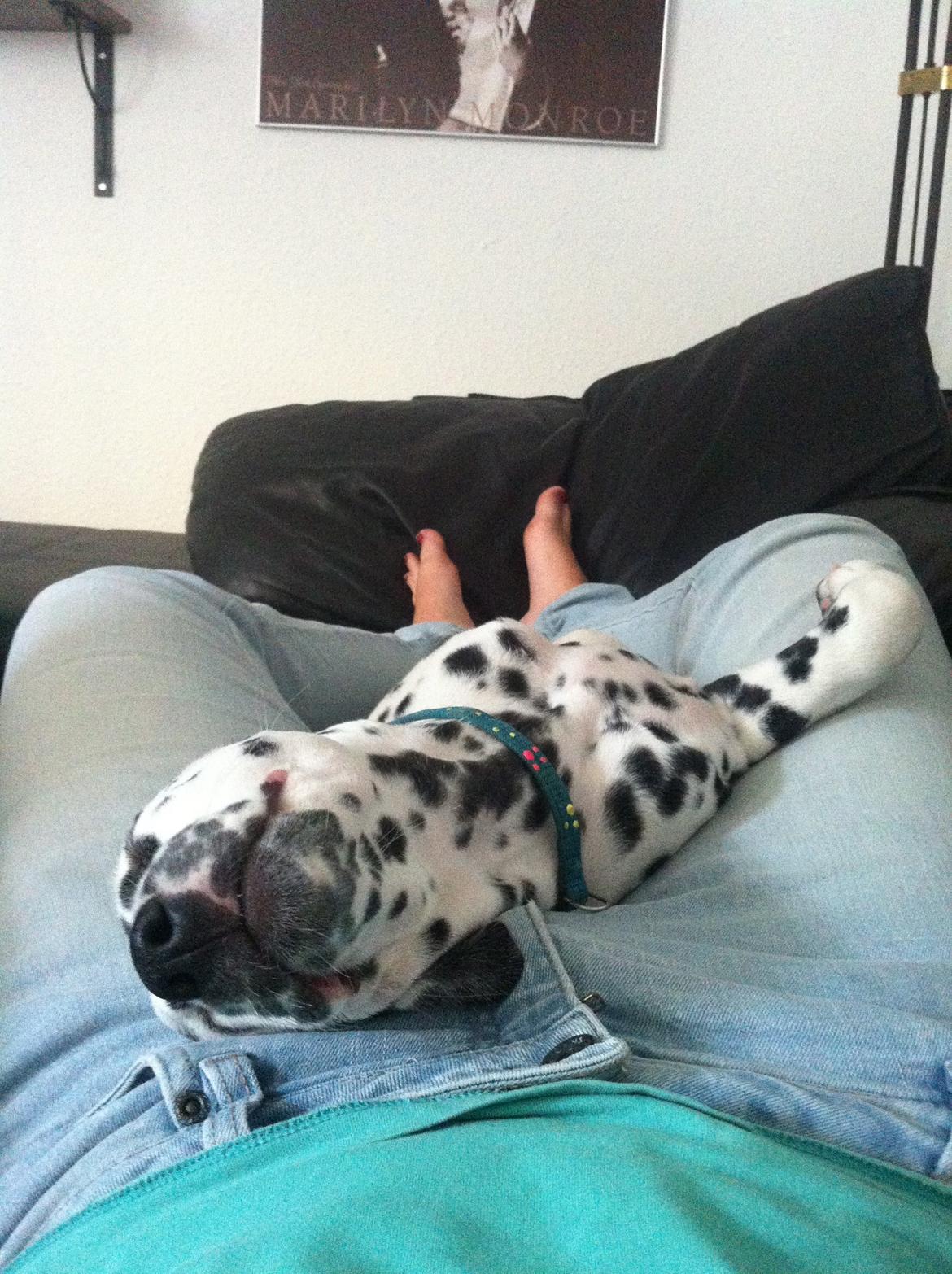 Dalmatiner Smilladalma's Nellike billede 4