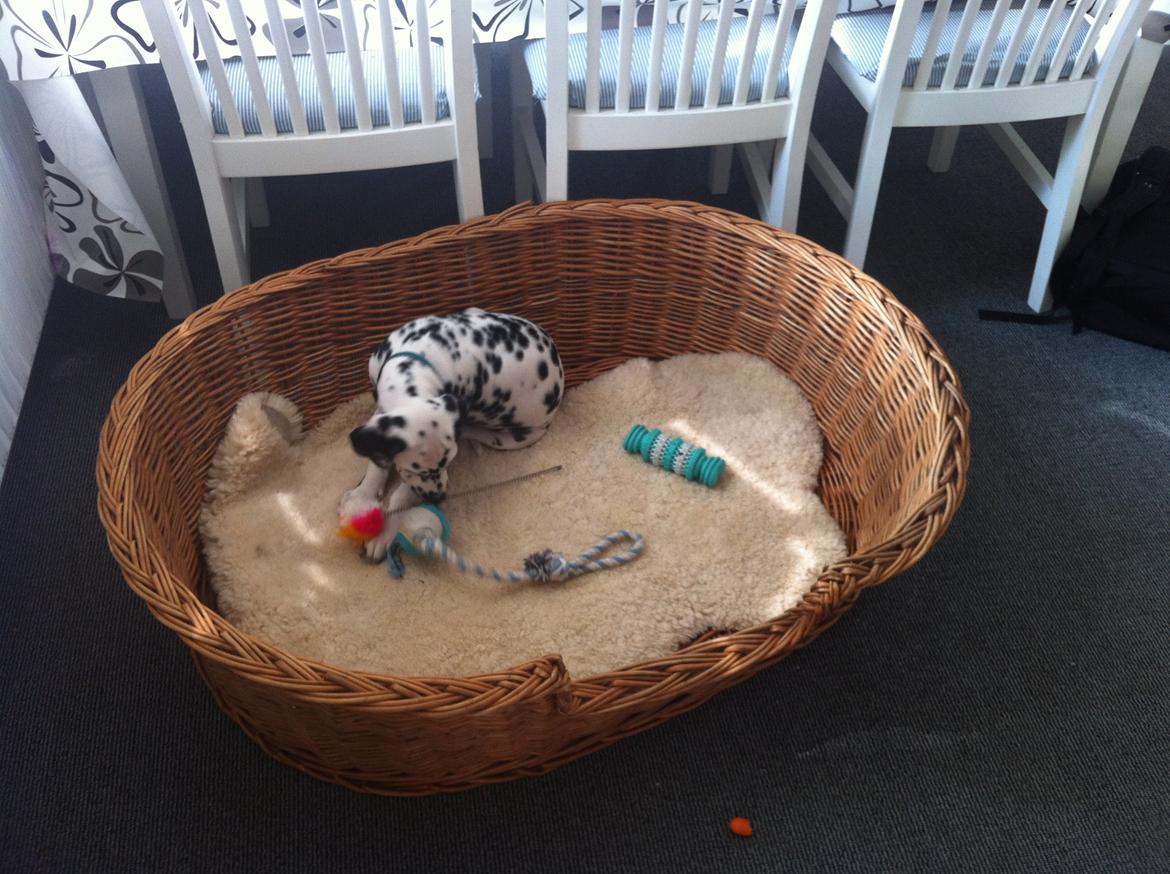 Dalmatiner Smilladalma's Nellike billede 5