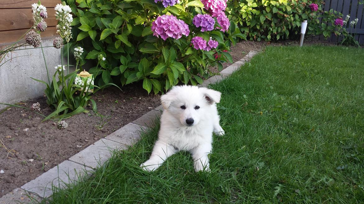 Hvid schæfer Kenzo billede 8