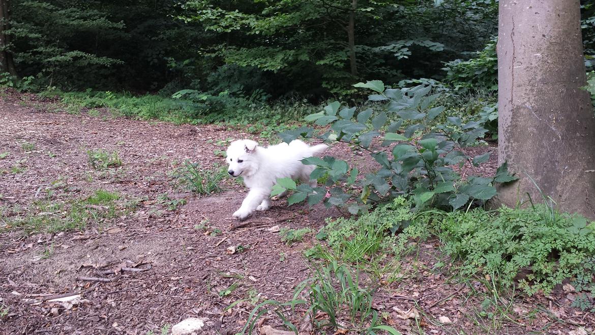 Hvid schæfer Kenzo billede 9