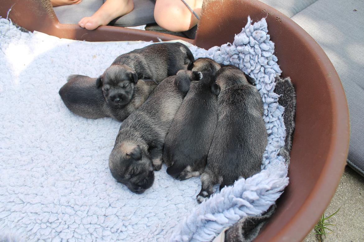 Dvaergschnauzer Anton - Anton og hans søskende 11 dage gammel... <3 billede 10