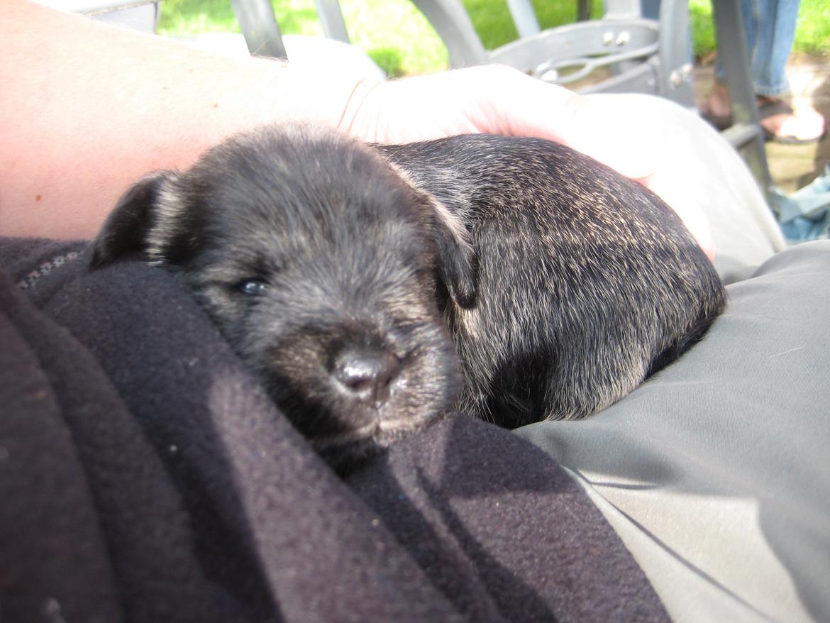 Dvaergschnauzer Anton - Anton 18 dage gammel... <3 billede 11