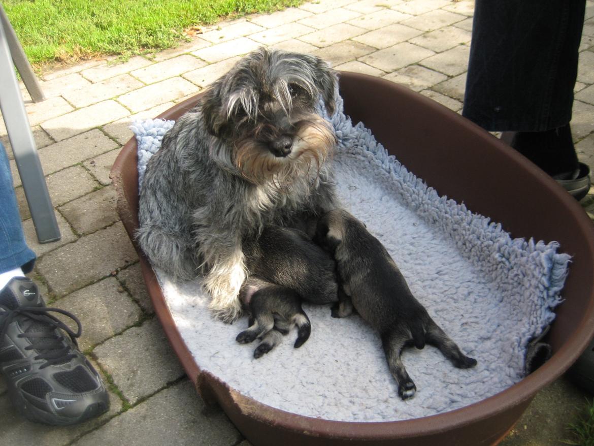 Dvaergschnauzer Anton - Antons Mor Smiley og hans søskende 18 dage gamle... <3 billede 12
