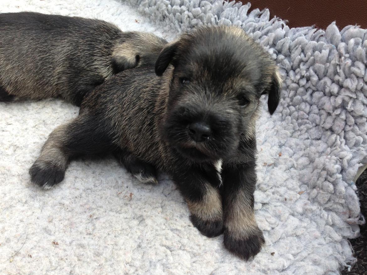 Dvaergschnauzer Anton - Anton 18 dage gammel... <3 billede 13