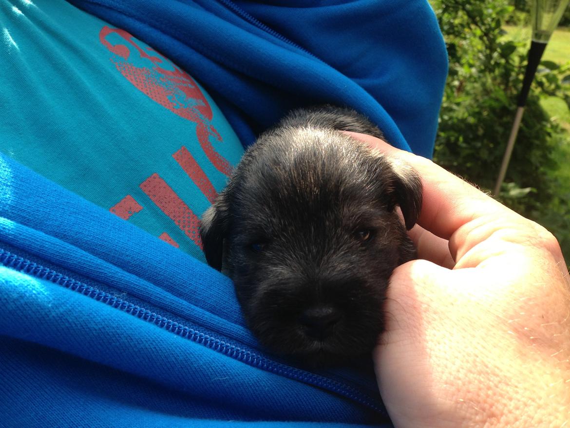 Dvaergschnauzer Anton - Anton 18 dage gammel... <3 billede 14
