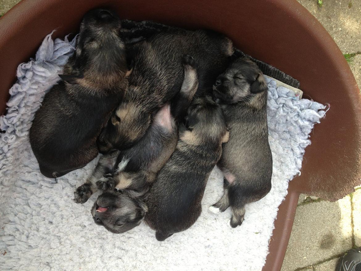 Dvaergschnauzer Anton - Anton og hans søskende 18 dage gamle... <3 billede 15