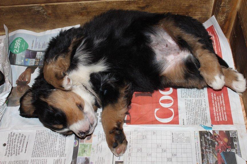 Berner sennenhund AnnaBella billede 16