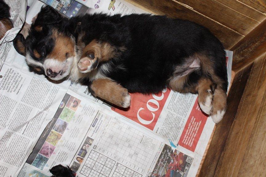 Berner sennenhund AnnaBella billede 20