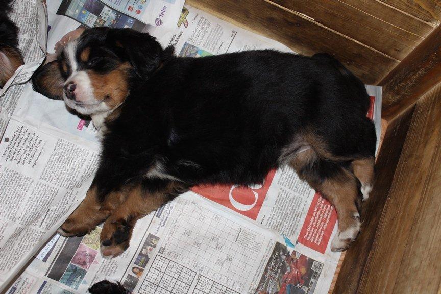 Berner sennenhund AnnaBella billede 22