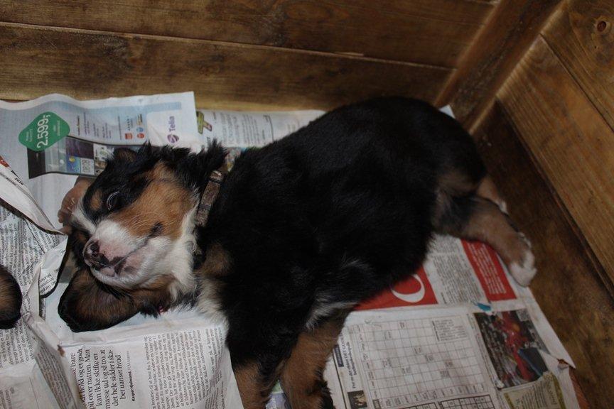 Berner sennenhund AnnaBella billede 23