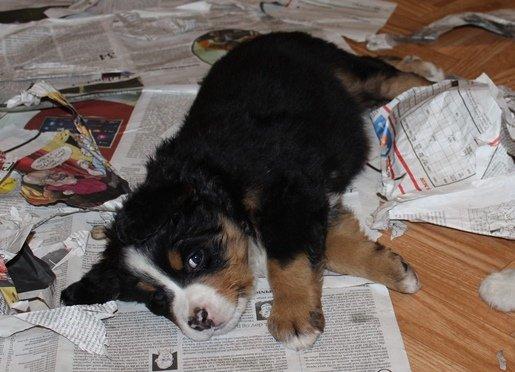 Berner sennenhund AnnaBella billede 25