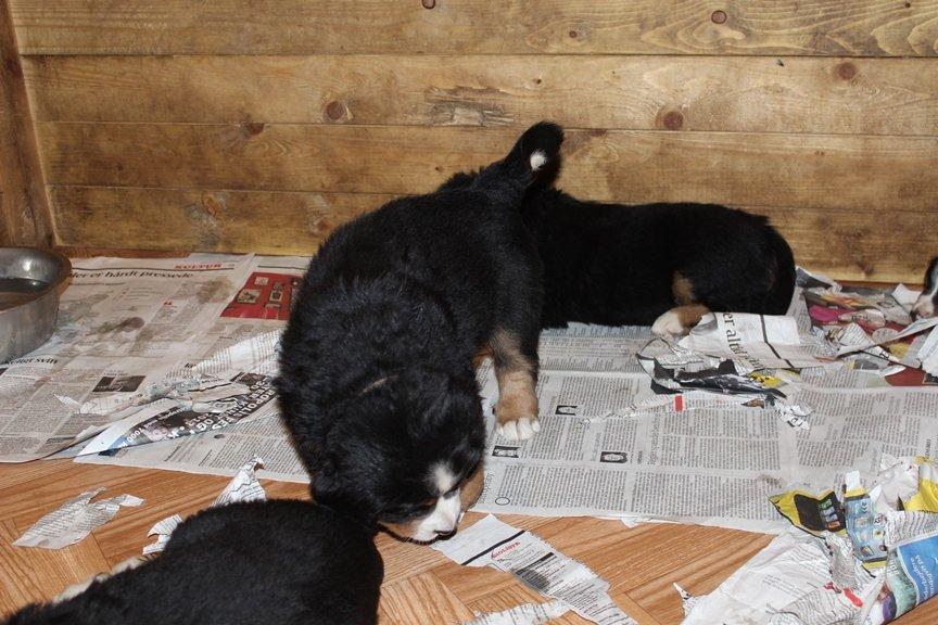 Berner sennenhund AnnaBella billede 21