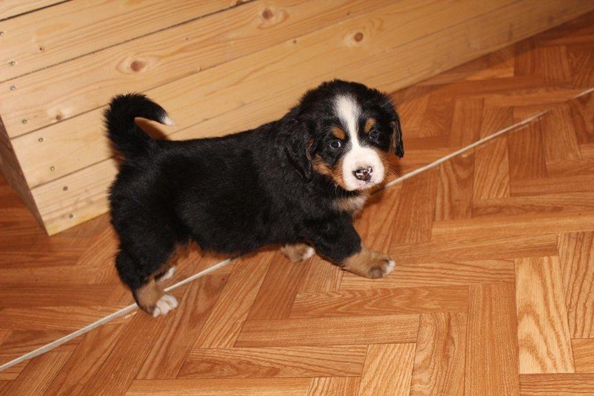 Berner sennenhund AnnaBella billede 12