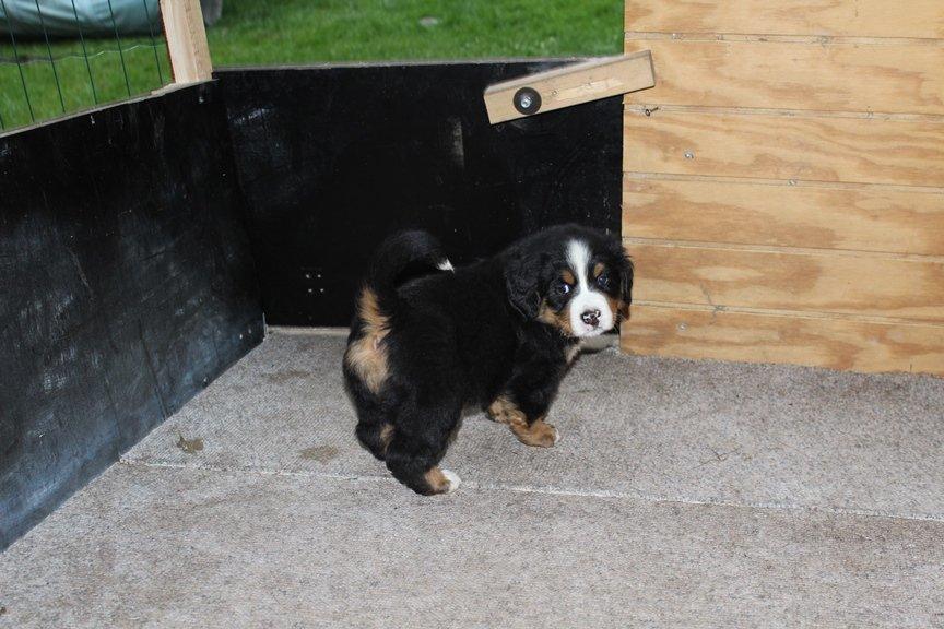 Berner sennenhund AnnaBella billede 13