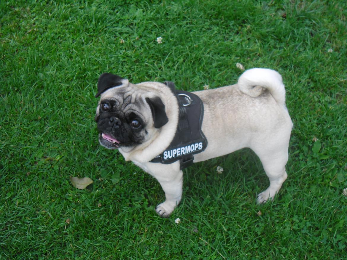 Mops Sally billede 37