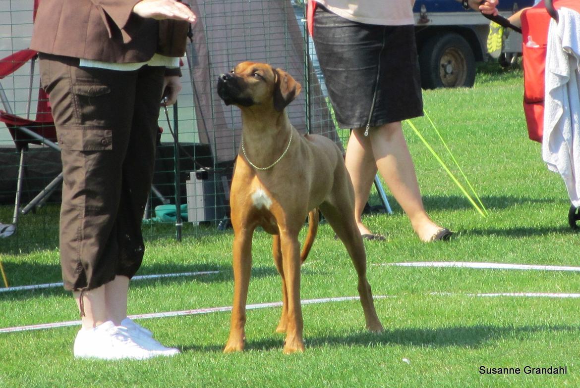 Rhodesian ridgeback Lewanika Humusha - DKK int. udstilling i Rønne august 2013. Første gang i åben klasse, excellent 4 :) billede 11