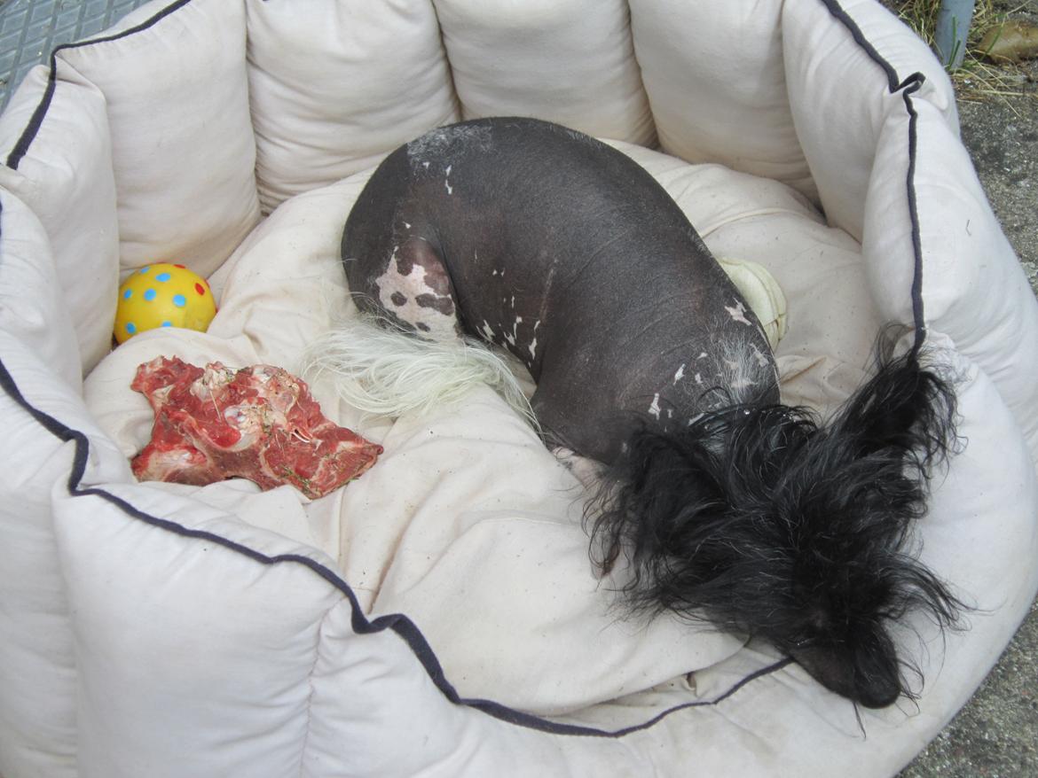 Chinese crested hårløs Calle billede 29