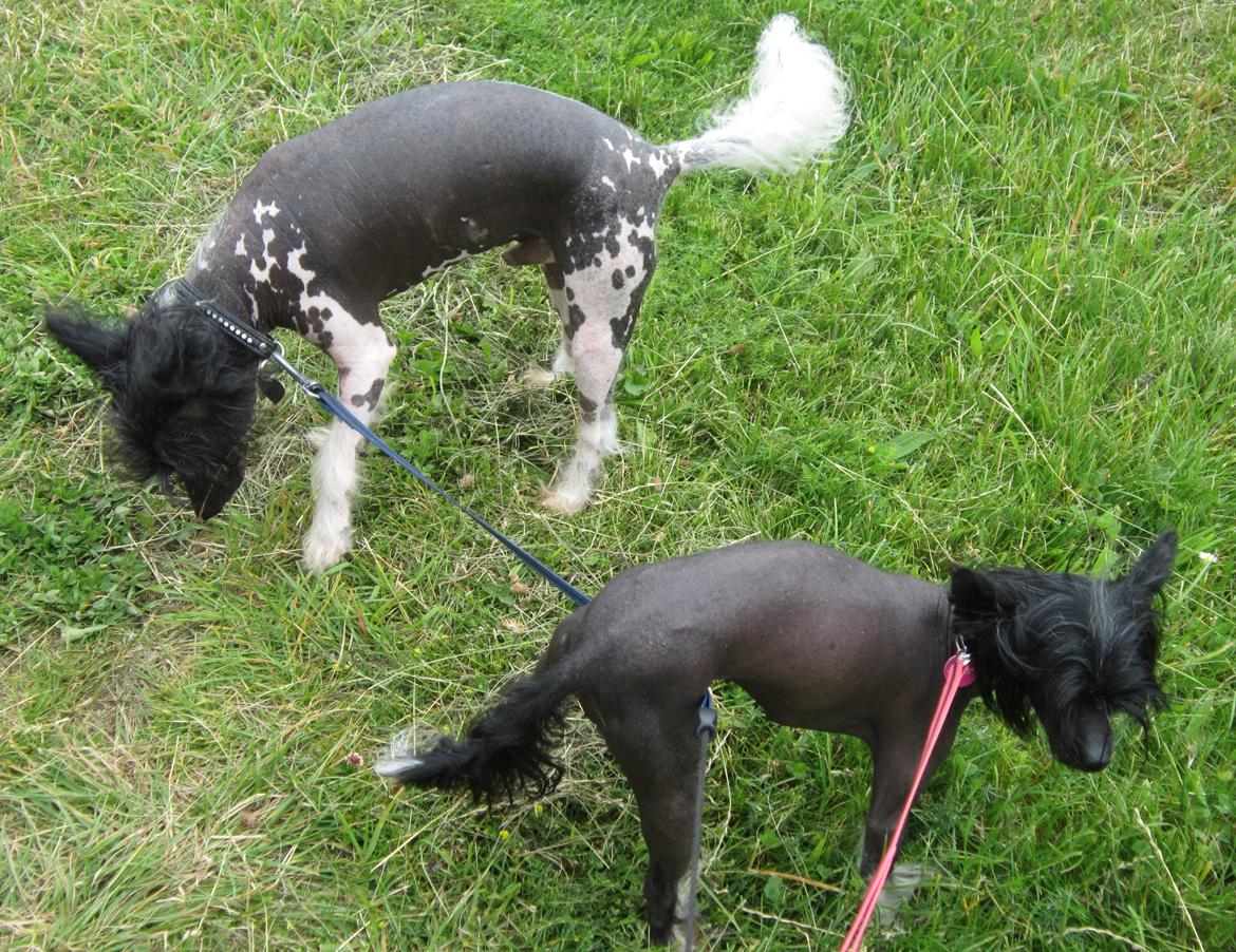 Chinese crested hårløs Calle - 2 kø'er på græs billede 24