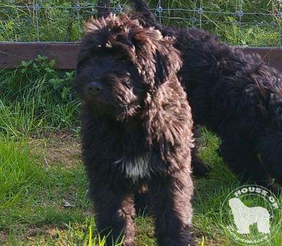 Cane Da Pastore Bergamasco Eccola av Villrosebakken billede 2
