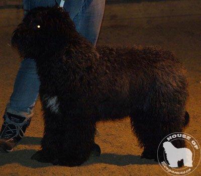 Cane Da Pastore Bergamasco Eccola av Villrosebakken billede 3