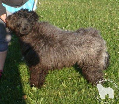 Cane Da Pastore Bergamasco Eccola av Villrosebakken billede 4