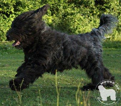 Cane Da Pastore Bergamasco Eccola av Villrosebakken billede 5