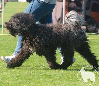 Cane Da Pastore Bergamasco Eccola av Villrosebakken billede 6