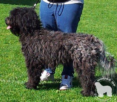 Cane Da Pastore Bergamasco Eccola av Villrosebakken billede 7