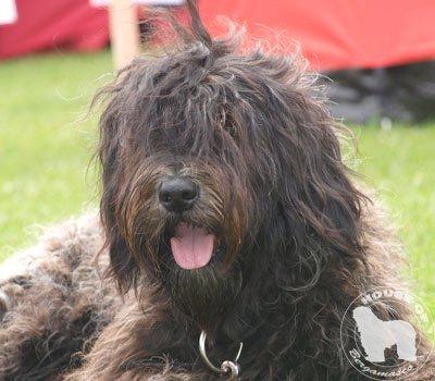 Cane Da Pastore Bergamasco Eccola av Villrosebakken billede 8