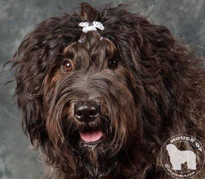 Cane Da Pastore Bergamasco Eccola av Villrosebakken billede 9