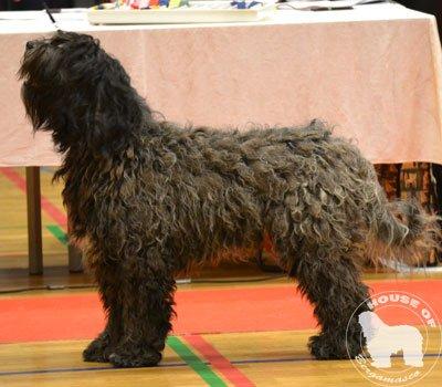 Cane Da Pastore Bergamasco Eccola av Villrosebakken billede 10