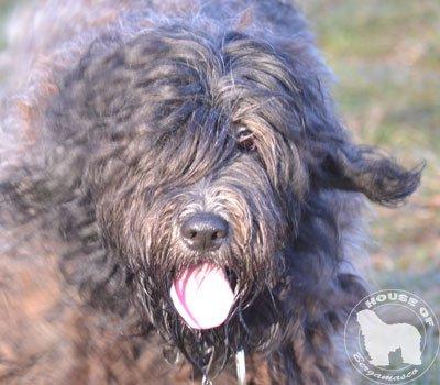 Cane Da Pastore Bergamasco Eccola av Villrosebakken billede 12