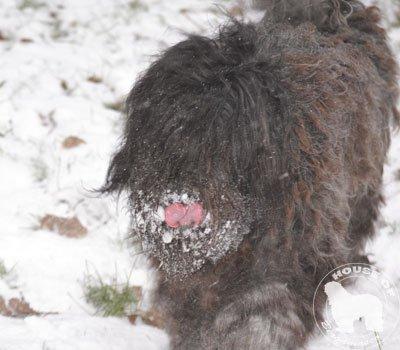 Cane Da Pastore Bergamasco Eccola av Villrosebakken billede 13