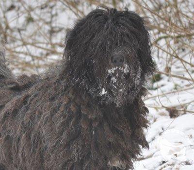 Cane Da Pastore Bergamasco Eccola av Villrosebakken billede 14
